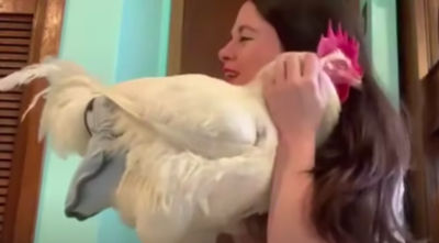Rescued Rooster Believes That He Is The New Family Dog