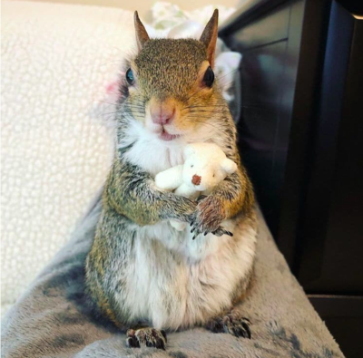 Adorable Hurricane Rescued Squirrel Now Instagram-Famous Family Pet