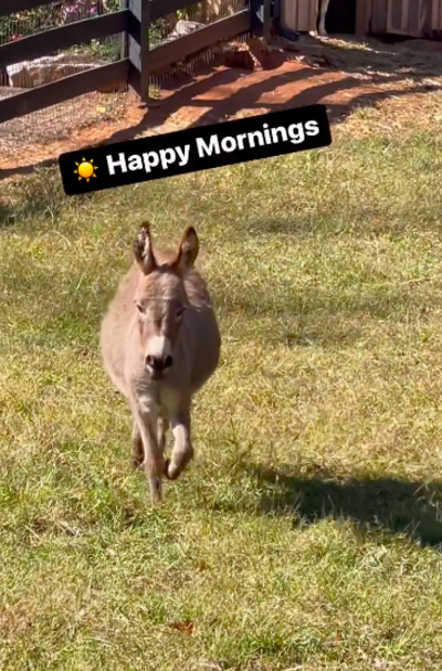 Donkey Comes To Greet His Human Every Morning