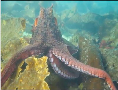 Divers Gets Hugged By Giant Friendly Pacific Octopus