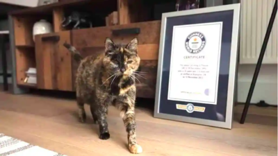 Cat Sets Record For Oldest Living Cat Of 27 Years