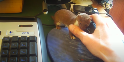 Adorable Ozzy The Weasel Playfully Attacks Thumb Of His Human During His Video Game