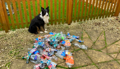 Helpful Dog Lends a Paw To Collects Plastic Bottles For Recycling