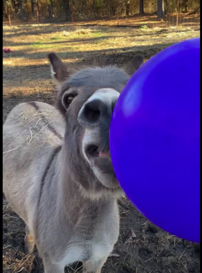 Happy Donkey Jumps For Joy After Receiving Big Blue Jolly Ball For Christmas
