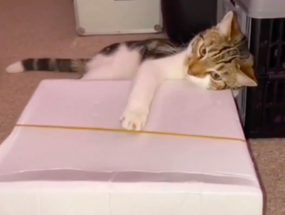 Cat Plays Seven Nation Army With  Rubber Band