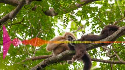 Gibbons Sing Human-Like Duets to Form Social Bonds