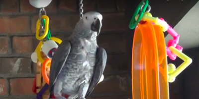 Talkative Parrot Asks Squirrel In His Yard To Talk To Him
