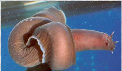 How Hagfish Suffocate Their Prey Using Slime