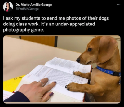 Professor Asks Students To Send Photos Of Their Dogs Doing Homework