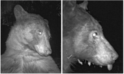 Adorably Curious Bear Takes 400 Selfies On Wildlife Trail Camera