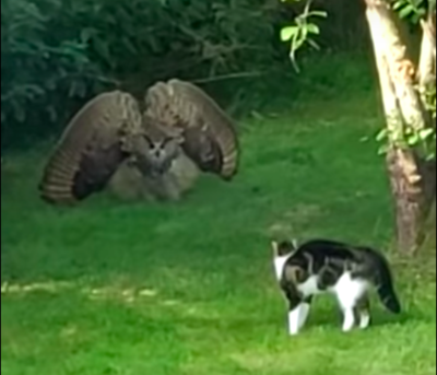 Startled Owl Puffs Up To Appear Bigger Than Pet Cat