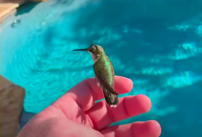 Man Teaches Tiny Rescued Hummingbird How To Fly
