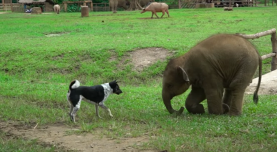 Baby Elephant Tries To Befriend Sweet Dog