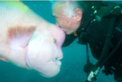 Guy Saves Fish From Dying And Sees His Friend Again Years Later