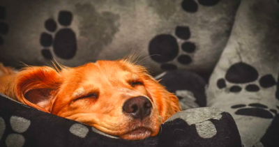 Psychologist Proves That Dogs Can Dream About Their Beloved Humans