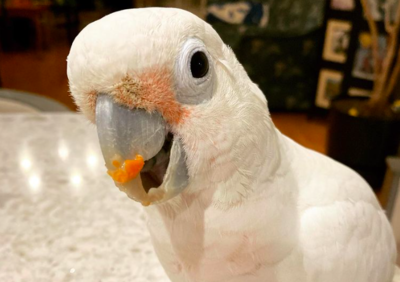 50-Year-Old Cockatoo Barks Like a Dog