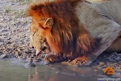 Brave turtle chases lions away from his waterhole