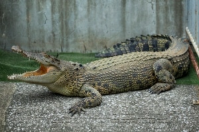 Isolated Crocodile Gets Itself Pregnant