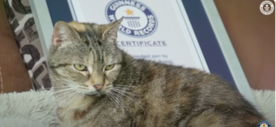 Elder Cat Takes The Record For The Loudest Purr In The World