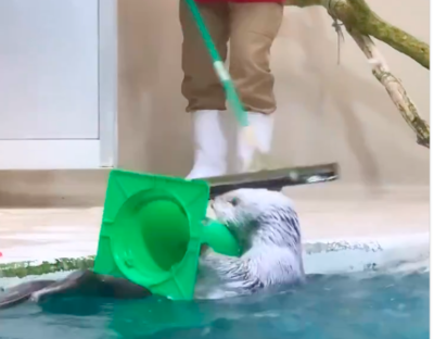 Sea Otter Helps Friendly Cleaners Clear The Cones
