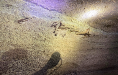 Over 300-Million-Year Old Shark Fossil Discovered At Mammoth Cave National Park