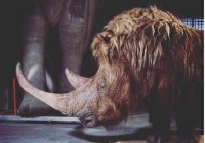 Incredibly Preserved Woolly Rhino Discovered In Melting Permafrost In Siberia