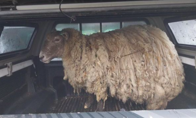 Loneliest Sheep In Britain Finally Saved After Two Years Isolation At The Bottom Of a Riff