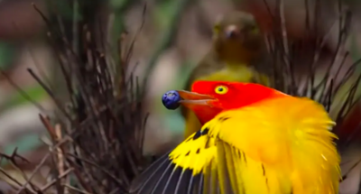 Beautiful Flame Bowerbird Performs Dramatic Mating Dance