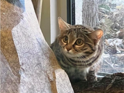 Utah Zoo Adds Adorable New Addition Who Is Also The Most Dangerous Of Its Species