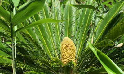 Climate Change Brings Back Prehistoric Plant From 60 Million Years Ago