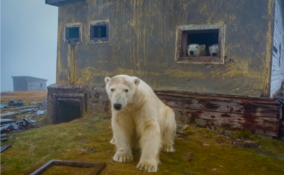 Polar Bears Living In Empty House On Abandoned Island Are Living Their Best Life