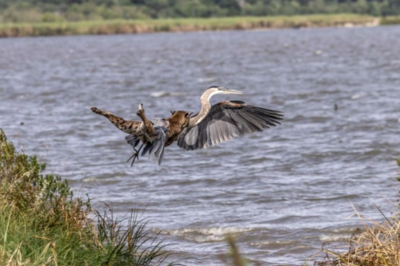 Incredible Moment a Bobcat Leaped Over Water To Catch Blue Heron In Mid Air