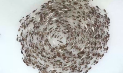 Amazing Of Reindeer Forming a Hypnotic Cyclone When Threatened