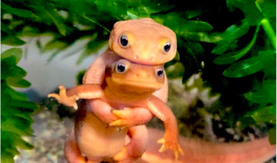 Adorable Newts Captured Posing For The Camera