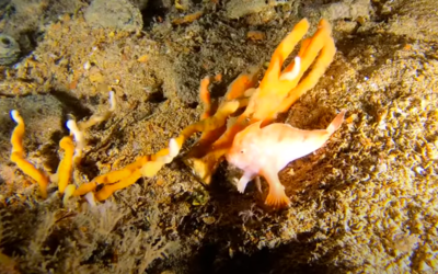 Incredibly Rare Handfish Discovered By Divers During a Sunken Ship Exhibition