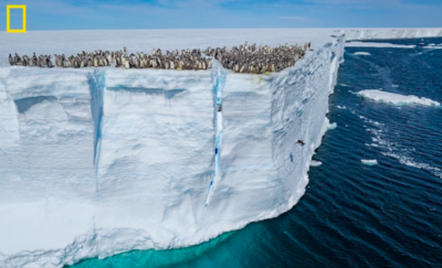 Adorable Baby Penguins Make Their Way Off An Icy Cliff To Go Swimming For The First Time