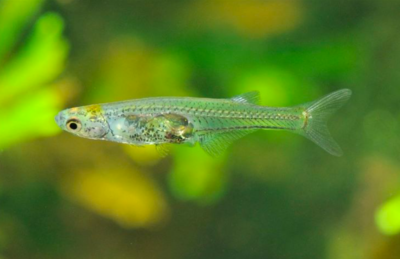 Fingernail Sized Fish Makes a Sound As Loud As Thus Of An Elephant