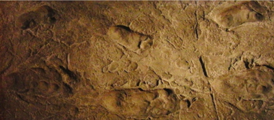 Oldest Human Footprints Preserved For Over 3 Million Years Now At Risk Due To Climate Change