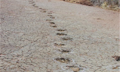 Incredible Matching Dinosaur Tracks Connects South America And Africa