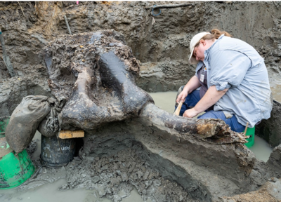 Mastodon Skull From Over 13 Thousand Years Discovered In Iowa Riverbank