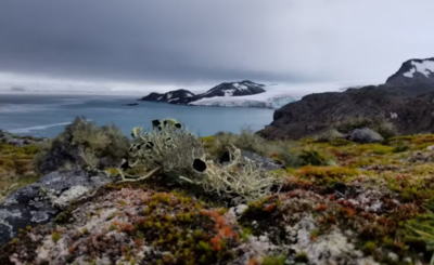 Antarctica Completed Mapping All Their Plant Life Showing Increase In Vegetation Amid Climate Change