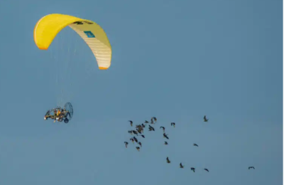 Scientists Helps Nearly Extinct Birds Migrate By Also Taking Flight