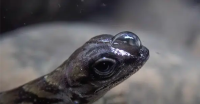How Scuba Diving Lizards Creates Air Bubbles To Survive Underwater