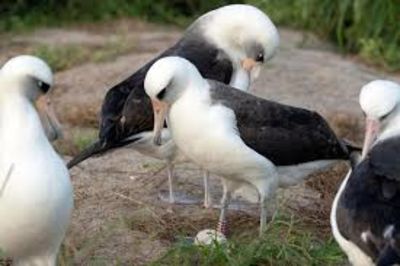 Oldest Known Albatross Becomes Mother Once Again At Age 74
