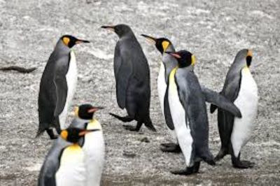 Rare All Black Penguin Photographed By Belgian Photographer