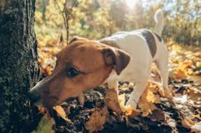 Why It Is Important To Let Your Dog Sniff Their Environment Out On Walks