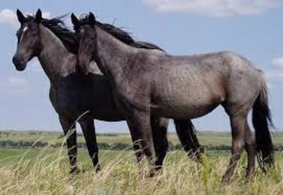 Horses Discovered To Be More Strategic And Intelligent Than What Was Previously Thought