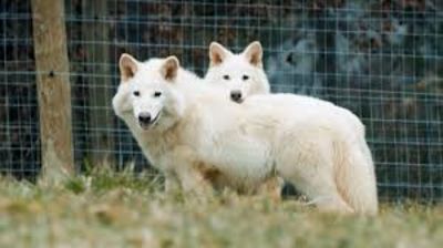 Previously Extinct Dire Wolf Successfully Brought Back By The Use Of Bio Technology