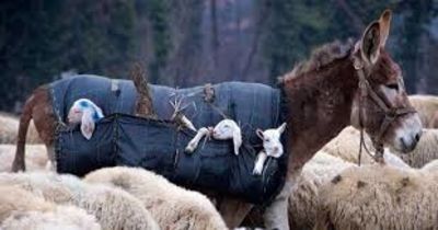 Young Lambs Rest In Pouches Transported By Donkeys On Historic Trails For Seasonal Grazing