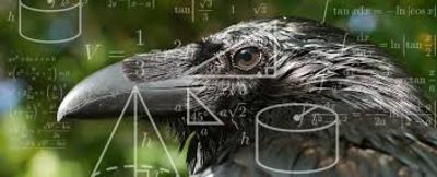 Research Reveals Crows Comprehend Fundamental Geometry, a Capability Believed to Be Exclusive to Humans Until Recent Study